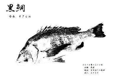 20140517 デジタル魚拓　チヌ47ｃｍ