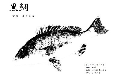 20140517 デジタル墨式魚拓　同チヌ47ｃｍ